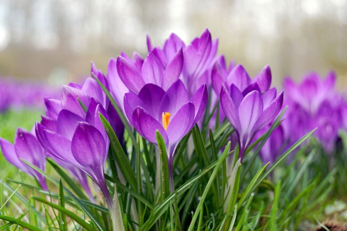 Flowers to plant spring