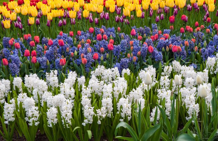 Flowers to plant spring